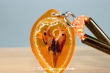Luang Pho Noi Handmade Thai Amulet for Love and wealth